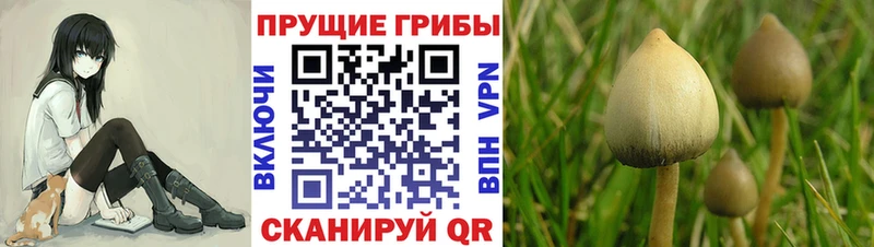 Псилоцибиновые грибы Psilocybe  Хадыженск 